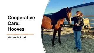 Cooperative Care: Копыта с участием Noble