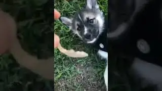 cute vs danger