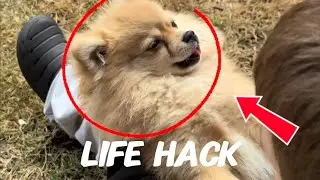 If you dog is very active, try this life hack!