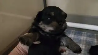 Winter Storm litter - Teddy Bear / Shichon puppies - Yara and Olaf
