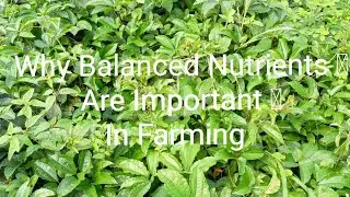 Why Balanced Nutrients Are Important for Plants | Improve Growth, Health & Yield 🌱