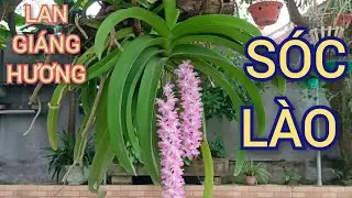 HOA LAN GIÁNG HƯƠNG SÓC LÀO