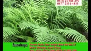 Rumah Sehat Alami Sunan 9 Kang Eem