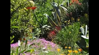 My Southern CA Succulent Garden in Spring