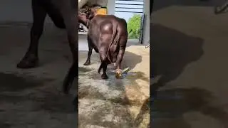 murrah buffalo 25 milk ready 7777070991