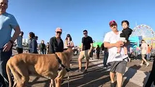 Cash 2.0 Great Dane meeting new people in Santa Monica 110