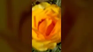 Yellow color rose flower| yellow rose plant |#shorts #rose#flower#garden#skd24_world