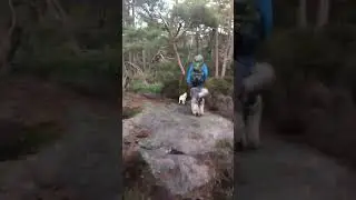 Tur i Bymarka i Kristiansand med JRT og S&oslash;lvpuddel