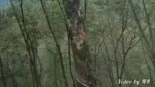 UDAGILMA TEA  ESTATE