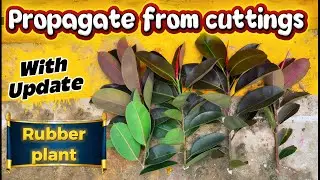 How to Propagate Rubber Plant from Cuttings | Easy Step-by-Step Guide