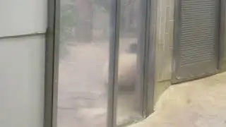 2018年10月11日のシャンシャン(上野動物園)