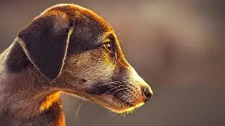 Protect Golden Hour Light | Lightroom CC 2017