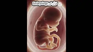 Aap Jhoot Thay Ya Leech? 😱 | The 'Alaqah' Miracle | Quranic Embryology #alphaacademy #biology