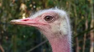 Close-up North-African Ostrich