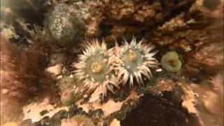 Anthopleura elegantissima at Macaulay Point Park.