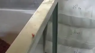 Peanut split nut blancher machine