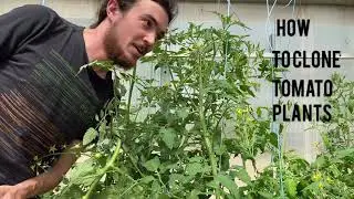 How to Clone Tomatoes