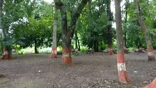Pune's couples point - Empress Botanical Garden