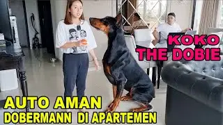 Apartemen Auto Aman Dijaga Dobermann Gede -   Koko The Dobie