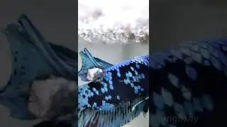 The saddest part of betta fish breeding