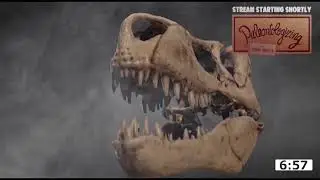 DINOSAUR DEEP DIVE MARATHON Exploring your favorite dinosaurs in depth