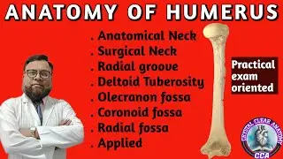 ANATOMY OF HUMERUS BONE  I  humerus bone Osteology MBBS 1ST YEAR 