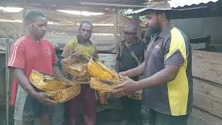Small Scale Pig Farming Helps Families in Papua New Guinea.