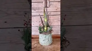 Amaryllis ✨#flowers #diy #autumn #winterdeko #amaryllis