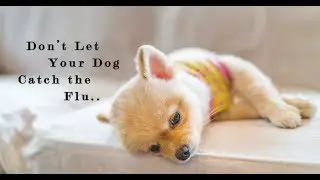 Important Update Regarding the Spread of the Deadly Canine Influenza Virus