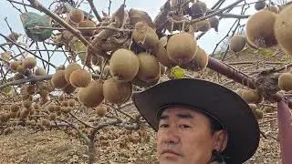 Kiwi Harvesting | Last Month of the Year | Farm Vlog 🥝#endingtheyearwithafreshkiwiharvest#farmer#win