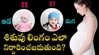 What Decides a Baby Gender During Pregnancy || Gender Prediction || Baby Gender