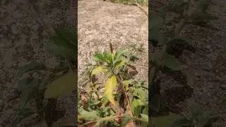 blast seed spreading#nature #viral #tecnique