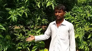 Mango Kollapur Farmer