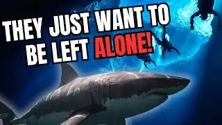 The Great White Sharks Greatest Myths Debunked