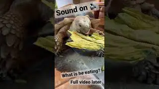 *Much Cronchy* #viral  #animalasmr #crunchy #supercrunchy #tortoiseasmr #tinydino #tictok #shorts