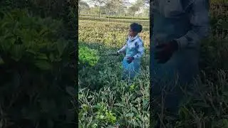 Tea Plant Pruning by women 😳 #pruning #shorts #teaplantations
