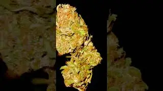 Gorilla cookies FastBuds #420 #Fastbuds#tranding