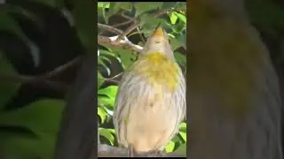 CAN&Aacute;RIO DA TERRA PARDO CANTANDO MUITO
