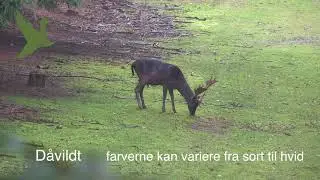 D&aring;vildt