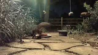 Gray Fox Sept 11 2025