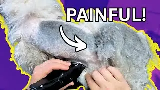 Worst Matted Havanese I've Seen | Full Groom