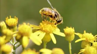 Species Diversity