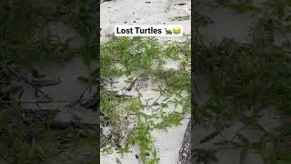 Turtle hatchling voyage 🐢 #turtle #turtles #heronisland #babyturtle #seaturtles #hatchlings
