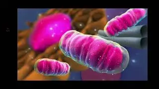 Respiraci&oacute;n anaerobia: la vida sin ox&iacute;geno