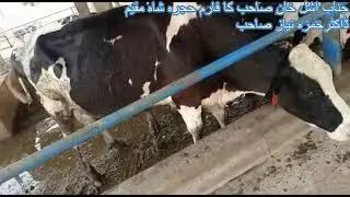 Al Sarwar Dairy fan\ Automatic Dairy shower system\ Mist fan\ control shed fan\ belt drive fan