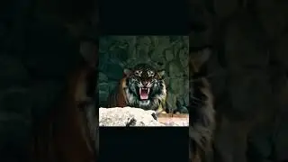Most charming animal on the planet 🐅 #shorts #tiger #viral #wildlife #tigeredit #natureedits #fyp
