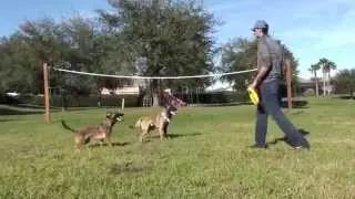 Incredible Obedience with two well behaved Shepherds