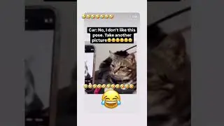 Funny cat take photo #cat #viralvideo #funny