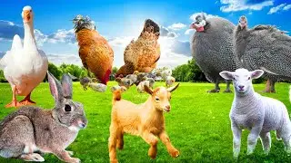 Farm Frenzy | Ducks,Patridge, Chakor,Goats,Sheep,Animal Sounds,Farm Animals,Hens, Francolin,Rabbit