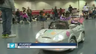 12th annual Milwaukee Pug Fest